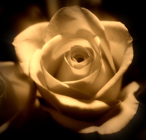 Obituary of Lynda Dyan Fox-Arnold