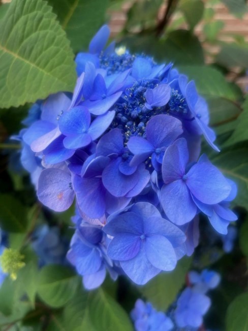 Obituary of Florence Marie Higgins