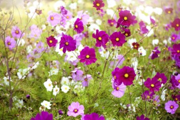 Obituary of Mary Ann Rooney