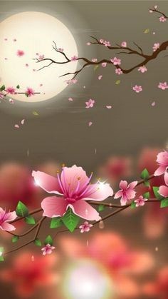 Obituary of Norma Iris Sanchez Velazquez