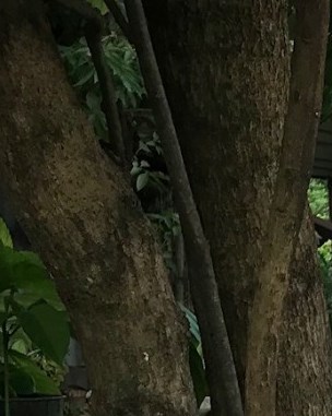 Victoria Barcenas Martinez Obituary Houston TX victoria-barcenas-martinez-obituary-houston-tx