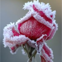 Obituary of Marlene George