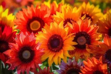 Obituary of Eileen Marie Anderson