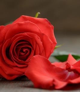 Obituary of Barbara L. Neiman