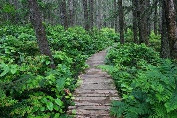 Obituary of William Harold Garner