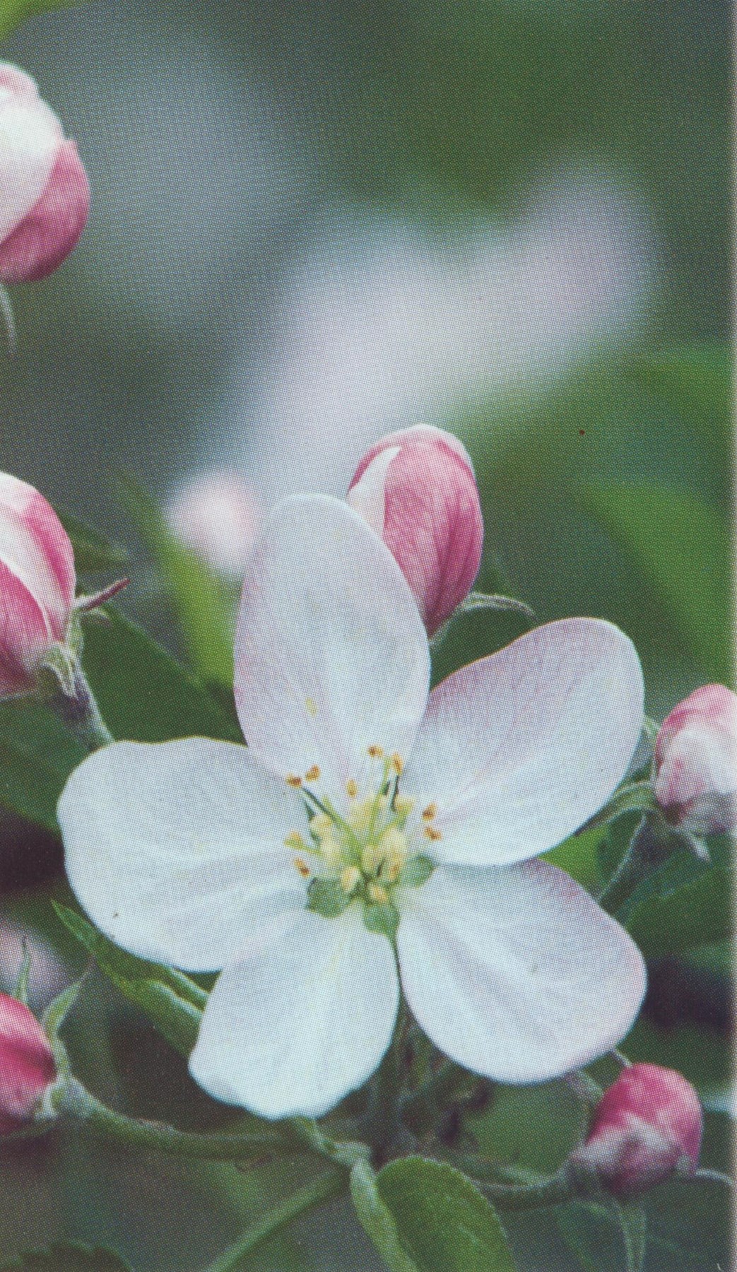 Obituary of Ruby Marie Edwards Dillen