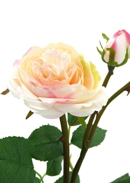 Obituary of Mary Jacqueline Shaw