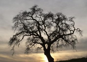 Obituary of James McCutcheon