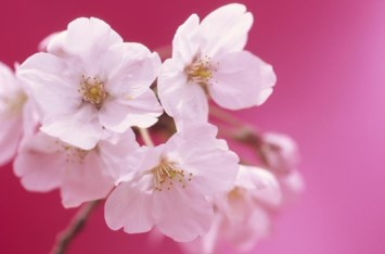 Obituary of Inez P. Warner