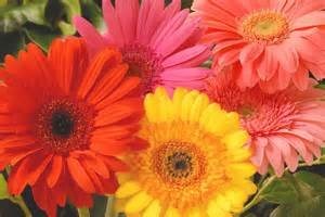 Obituary of Debra Lepre