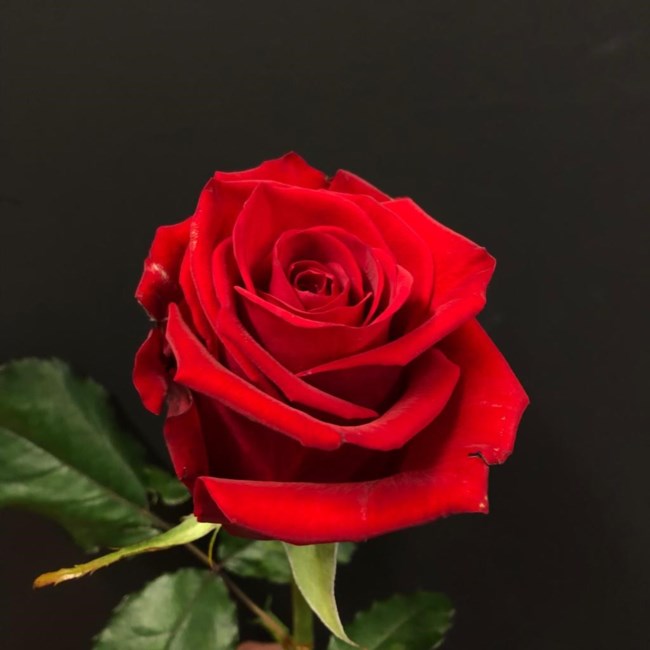 Obituario de Daniel John Pratt Jr.