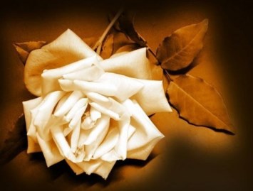 Obituary of Myrtle Mae Price