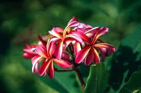 Obituary of Cecile Gene Smith