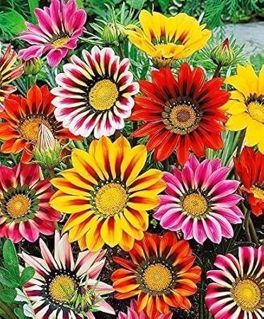 Obituary of Barbara Jean Sorensen