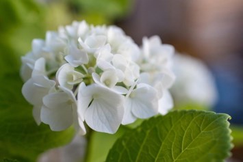 Obituary of Heather Michelle Ruiz