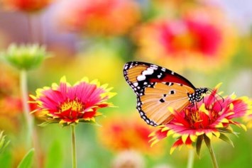 Obituary of Florence Nizin Starkman