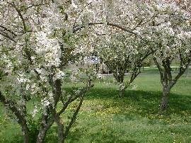 Obituary of Madonna R. Rogers McCullough