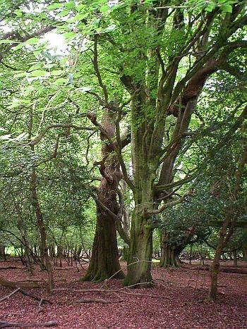 Obituary of Chinh Pham