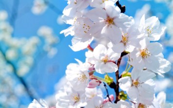 Avis de décès de Lois Marie Vaughn