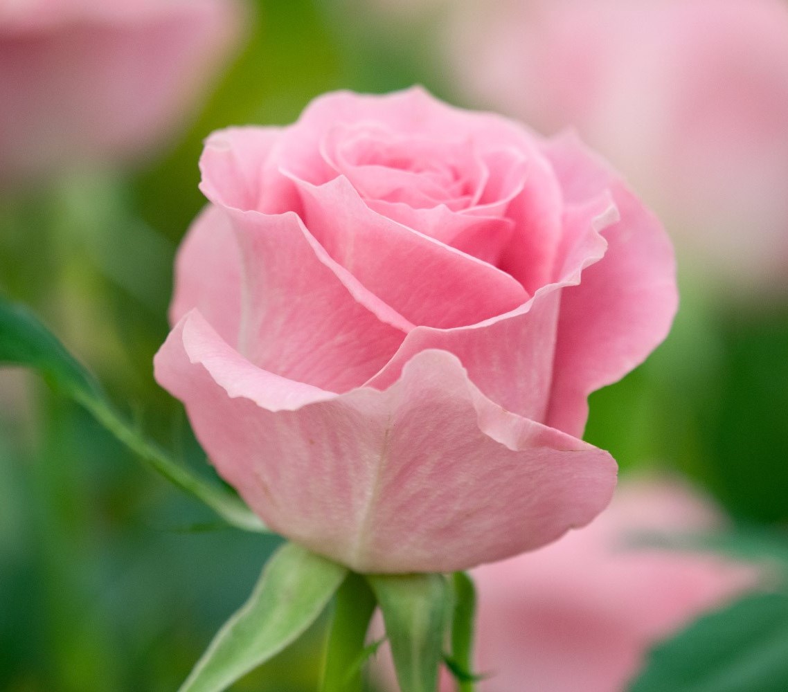 Mary Turnipseed Obituary St. Louis, MO