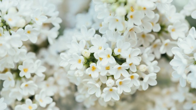 Obituary of Ari David Alexenberg