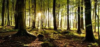 Obituario de Terry Lee Haynes