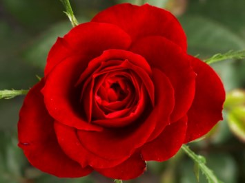 Obituary of Evelyn Suazo