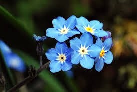 Avis de décès de Laura Irene Anson