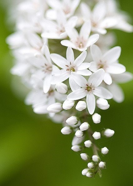 Obituary of Jose Miguel Medel