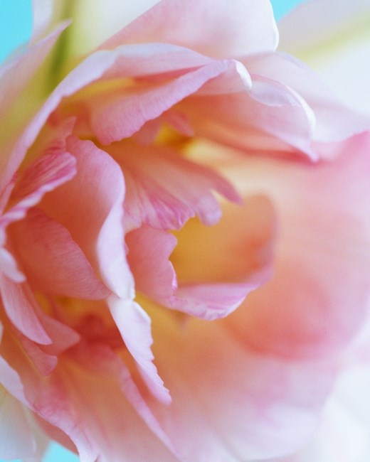 Obituary of Alice Ferris Ferris Craft