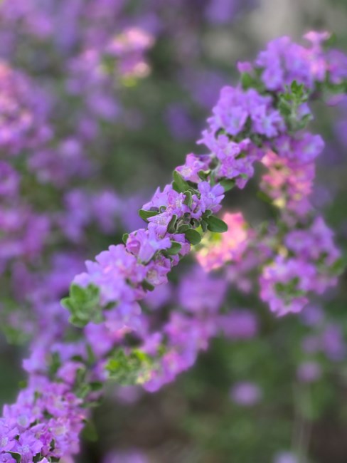 Obituary of Jerilyn Joy Camp