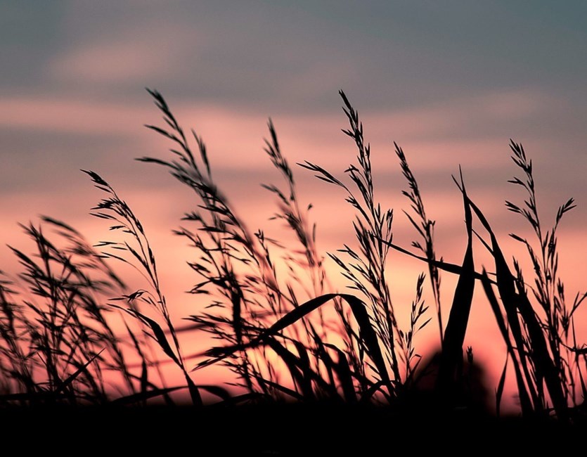 Obituary of Raymond Lloyd Ledesma