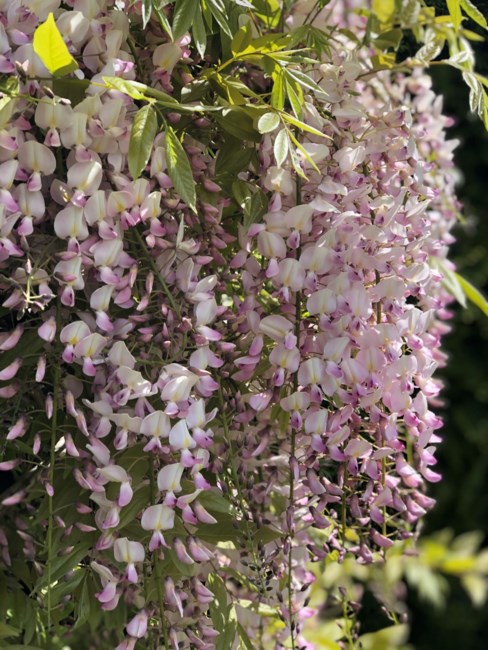 Obituary of James Kent Edward Reed