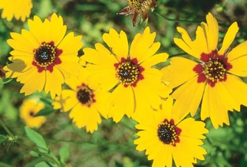 Obituary of Judith Kay Malone