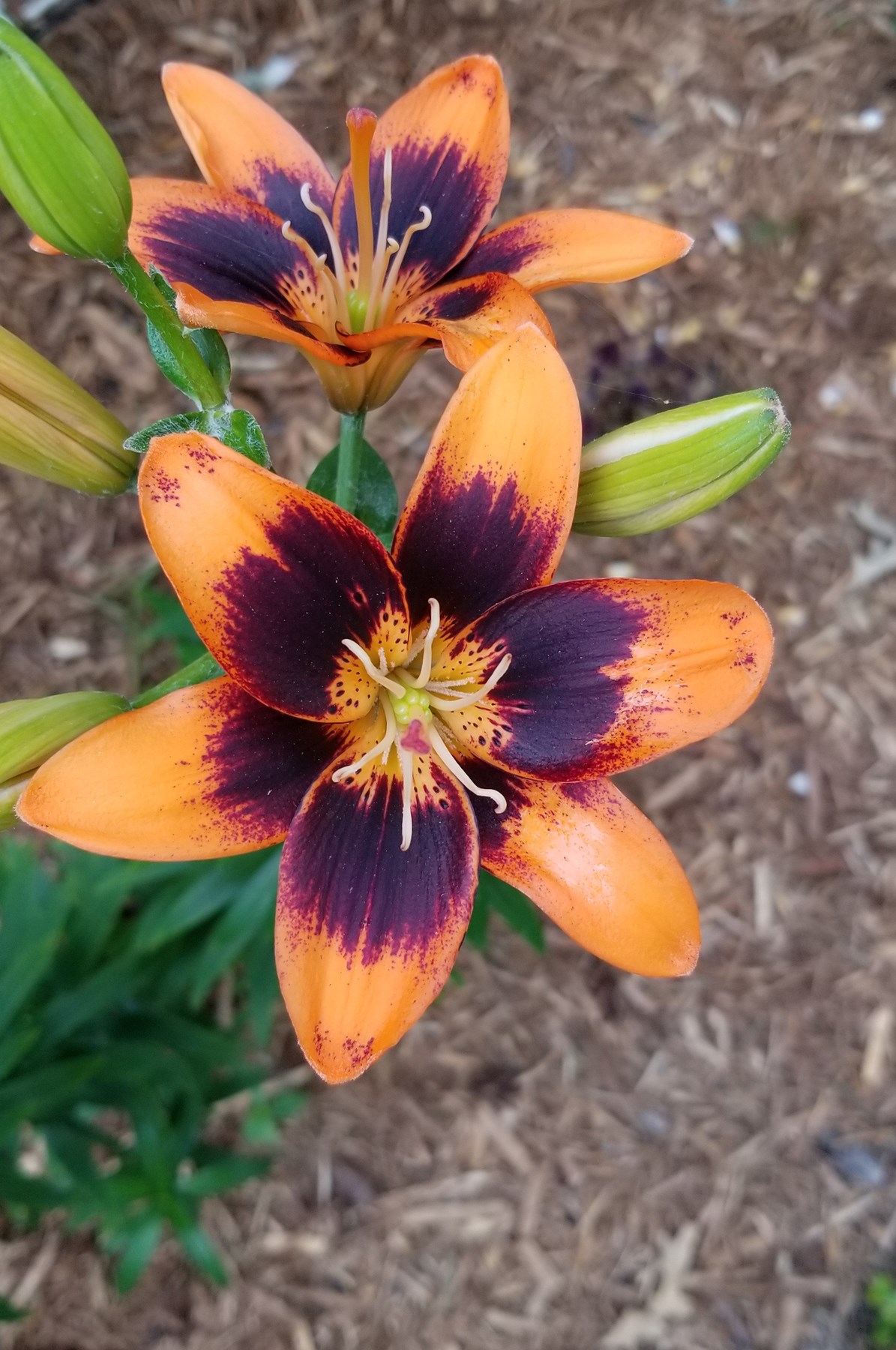 Obituary of Manivanh Mahasena