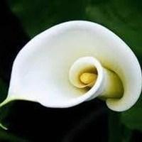 Obituary of Carol Ann Seaton