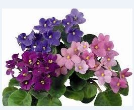 Obituary of Virginia L Adams