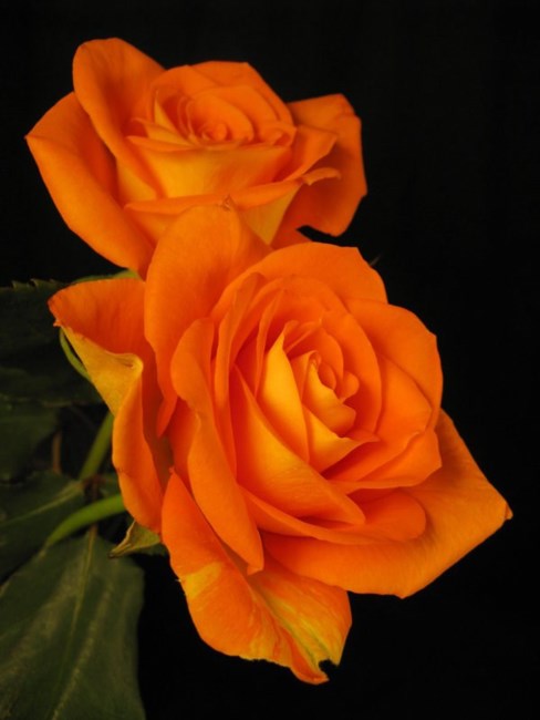 Obituary of Lawrence Matthew Chong