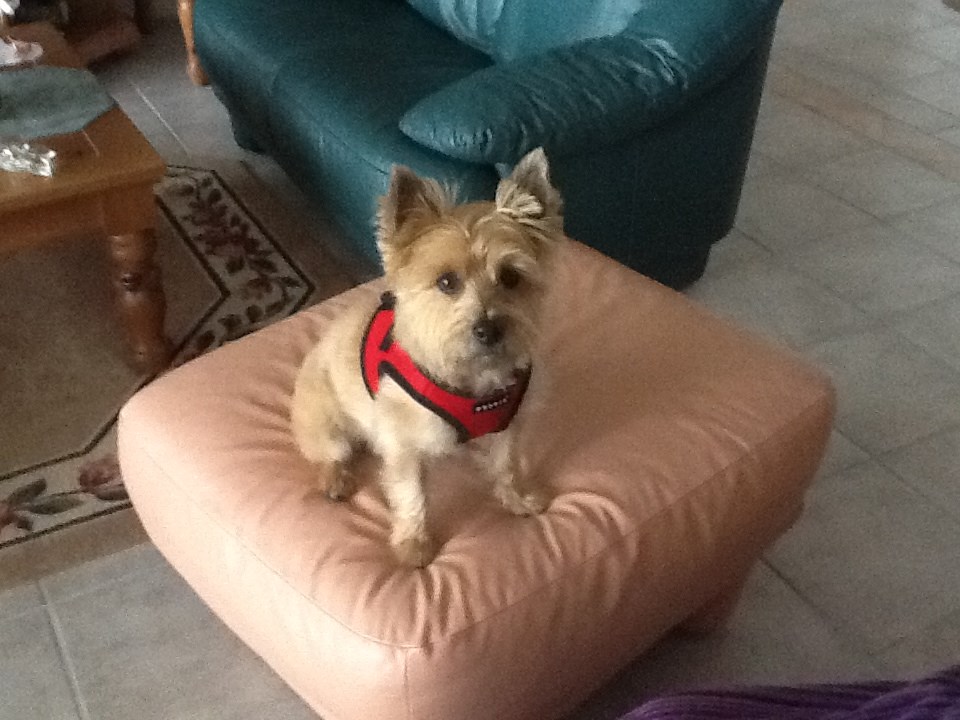 casico dog apartments