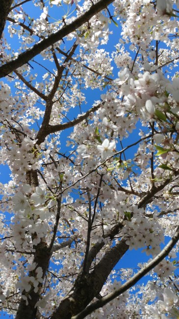 Obituario de Abner Goitom Michael