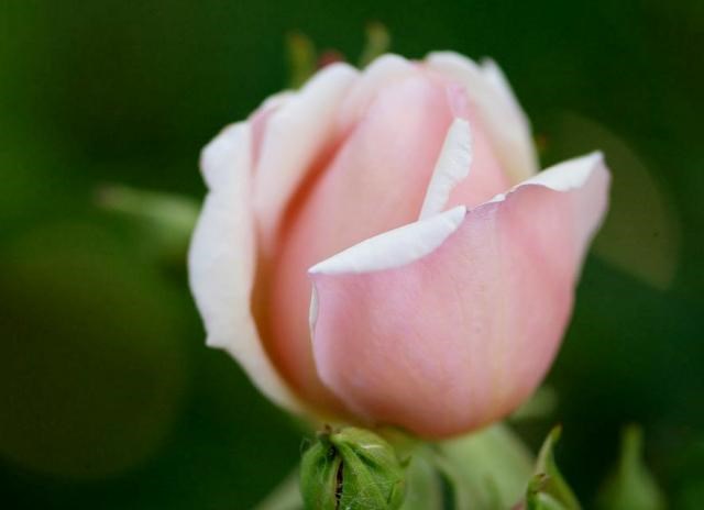 Obituary of Elsie P Sentker