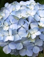 Obituary of Ruth June Schreiber