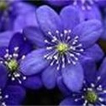 Avis de décès de Dorothy Walsh Baldwin