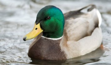 Obituary of James Francis Sullivan