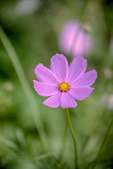 Obituary of Carmen Rosa Amor