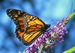 Obituary of Vicki Stephens Phillips