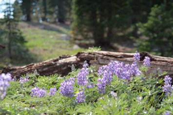 Obituary of Janet Lynn Wallace