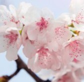 Obituary of James Anthony Toro Sintes