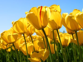 Obituary of Colleen Marie Webber