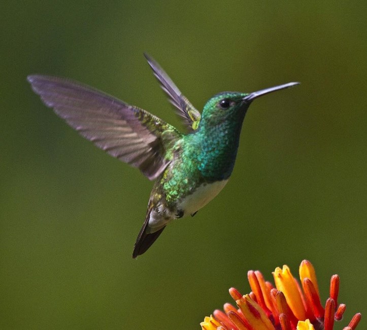 Obituary of Tony Williams